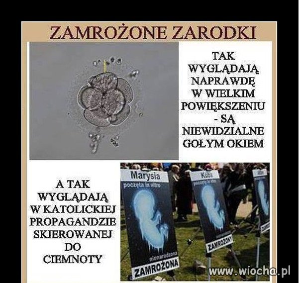 Zarodki