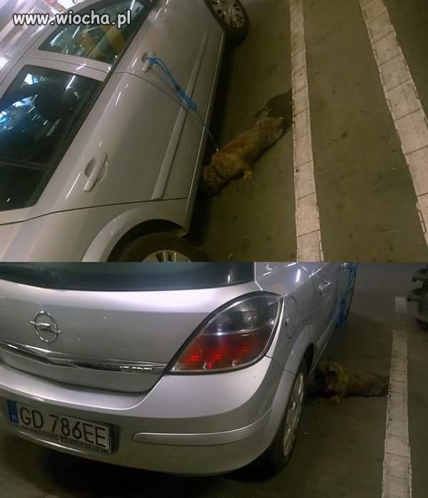 Po ch... ciągnąć psa do sklepu