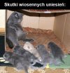 Skutki