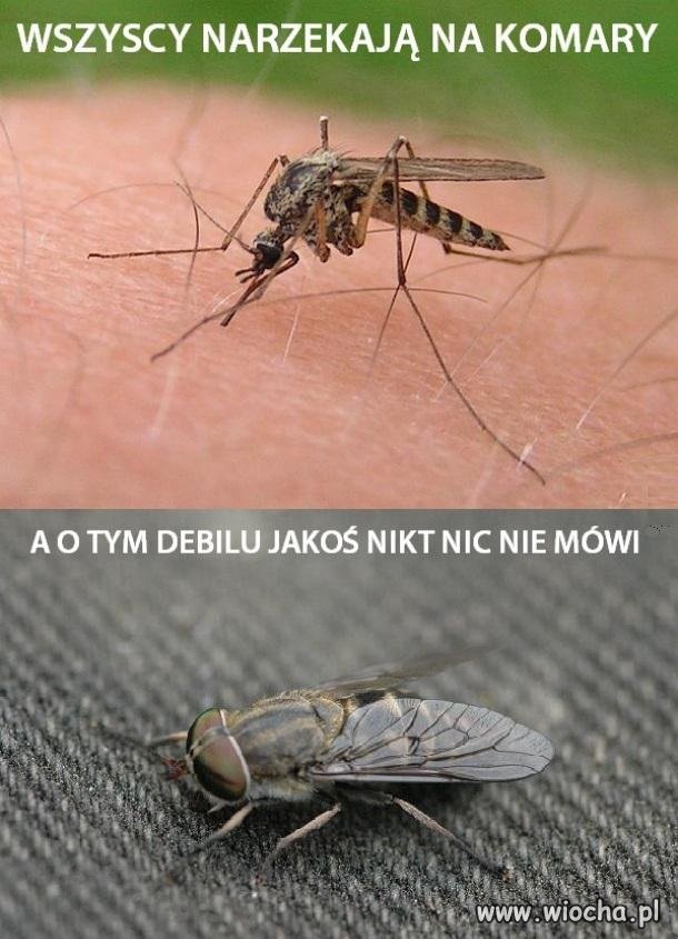 Muchy