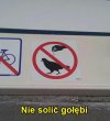 Nie sól gołębia