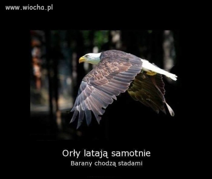 Kto kumaty ten zrozumie...