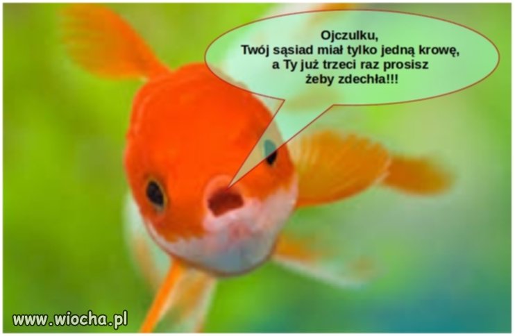 Złota rybka do Polaka