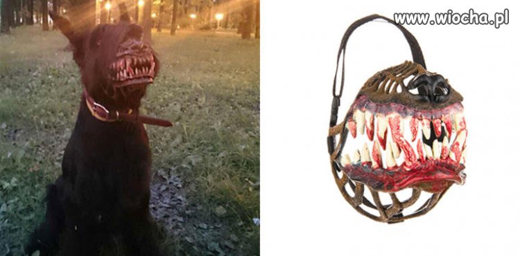Zrób bestie ze swojego psa