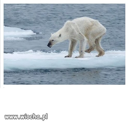 Tak by wyglądał Niedźwiedź Polarny .