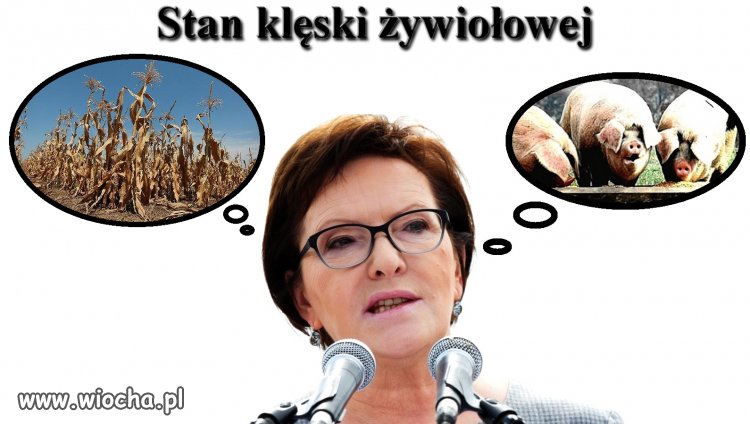 Widmo utraty koryta to dla nich największa klęska