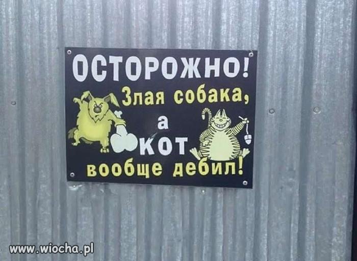 Ostrożnie, zły pies. A kot to w ogóle debil.