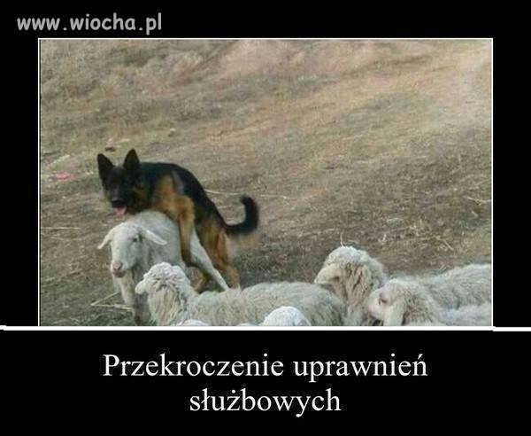 I tak się dało PO 
