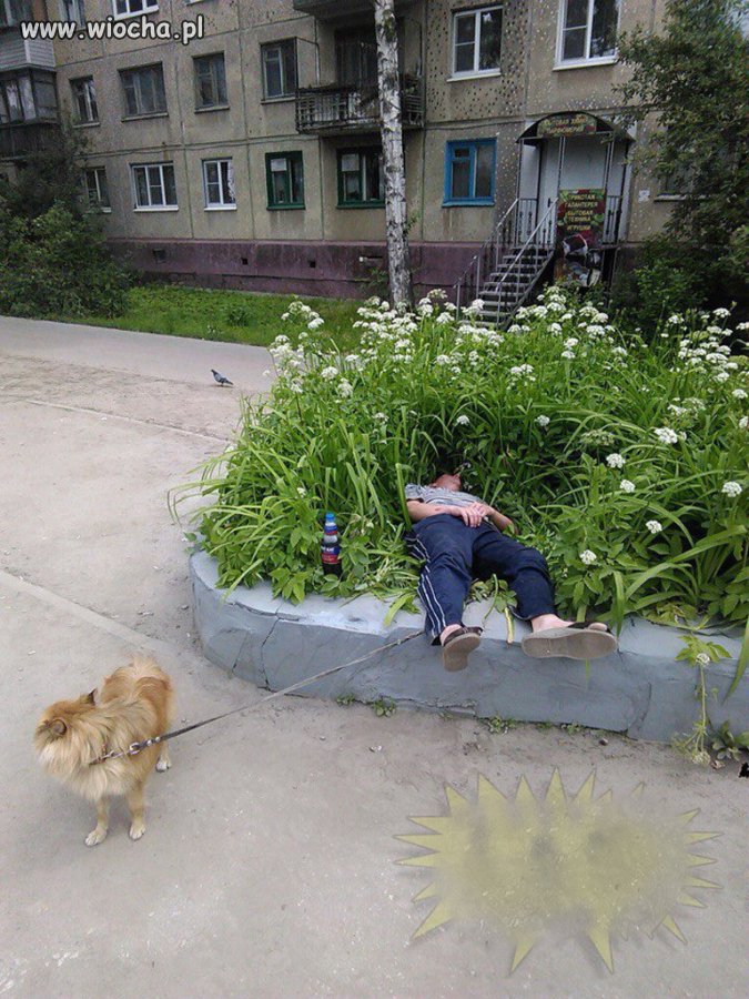 Spacery z psami