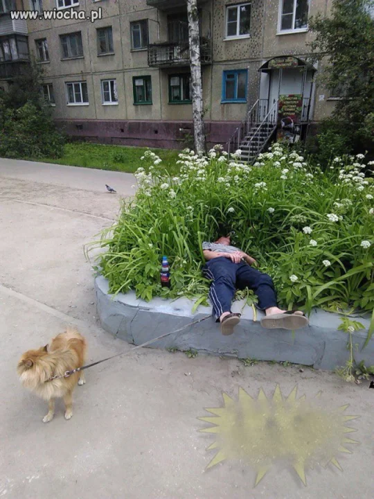 Spacery z psami