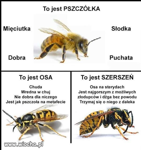 Pszczółka