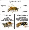 Pszczółka