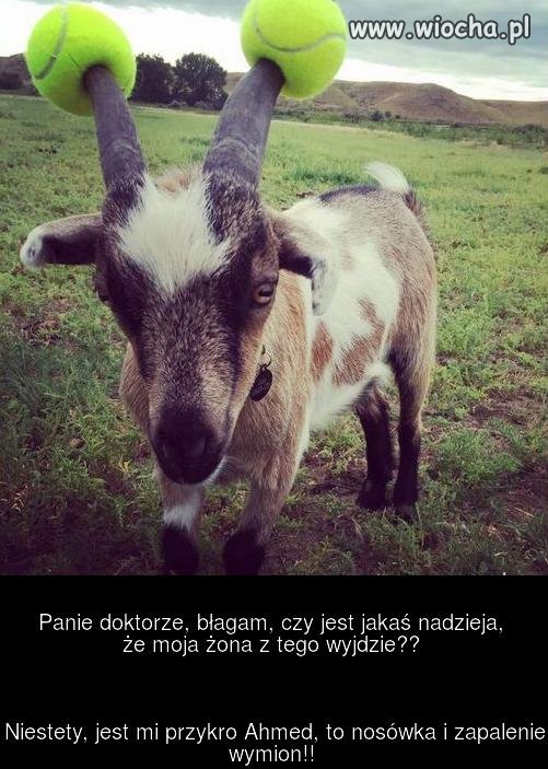 Zabezpieczenie ciapciaków.