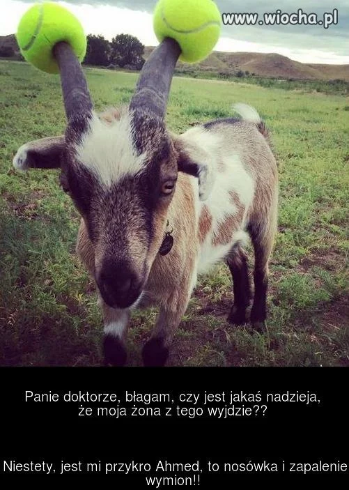 Zabezpieczenie ciapciaków.