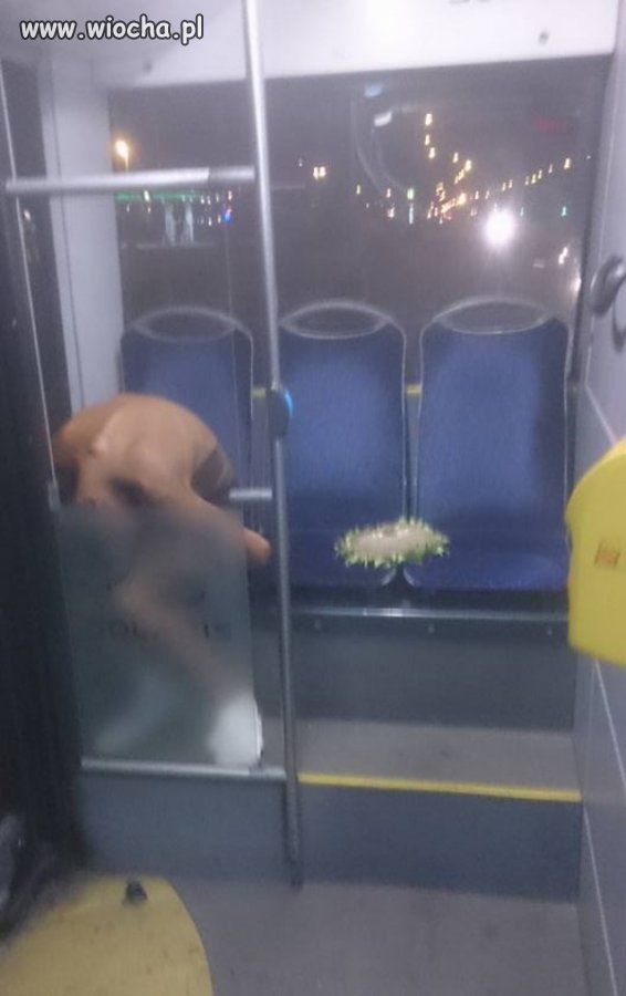Słonecznika nie skończył 