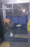 Słonecznika nie skończył 