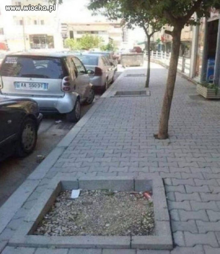 Teraz wystarczy przesadzić