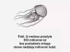 Meduza