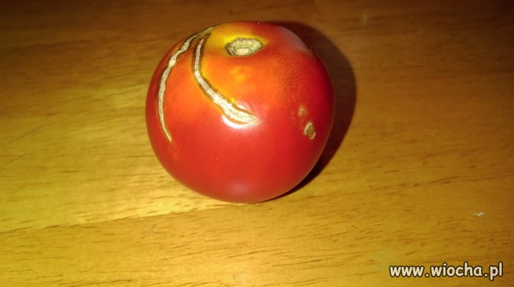 Popek wersja tomato