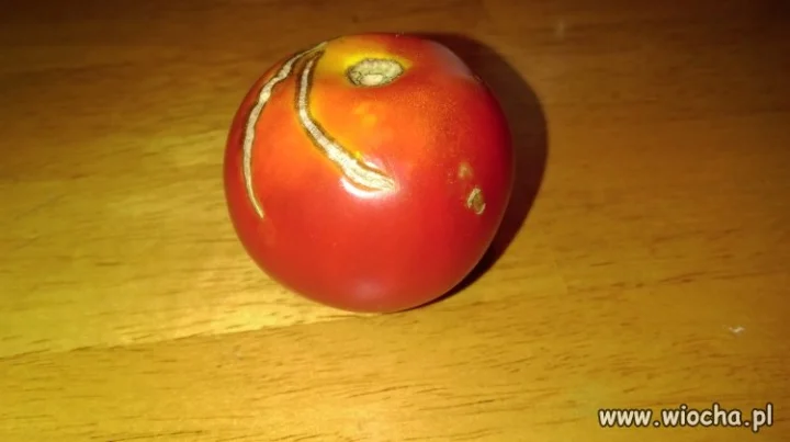 Popek wersja tomato
