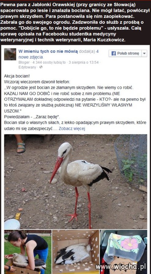 Znaleźli rannego bociana