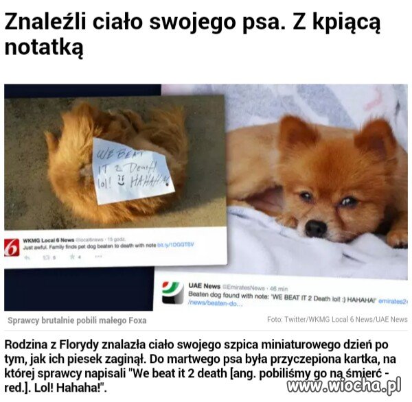 Psychole skatowały psiaka dla zabawy