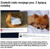 Psychole skatowały psiaka dla zabawy