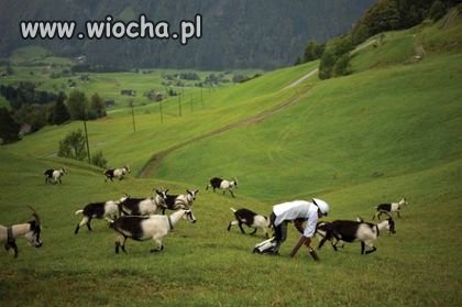 Koleś w ramach eksperymentu