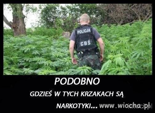 Narkotyki w krzakach