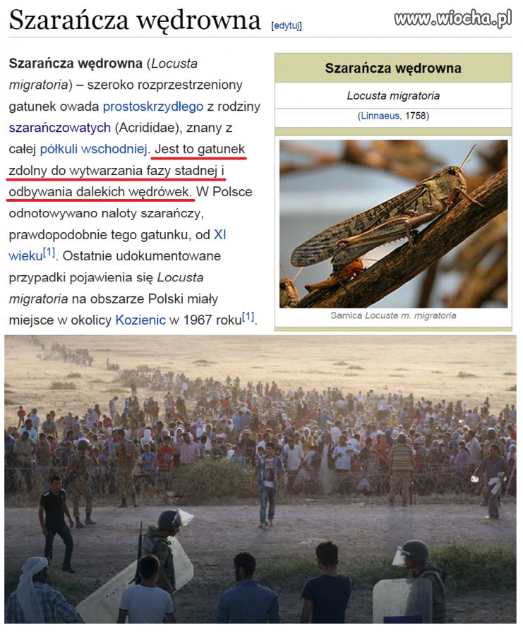Locusta terroris ssp. immigrantis