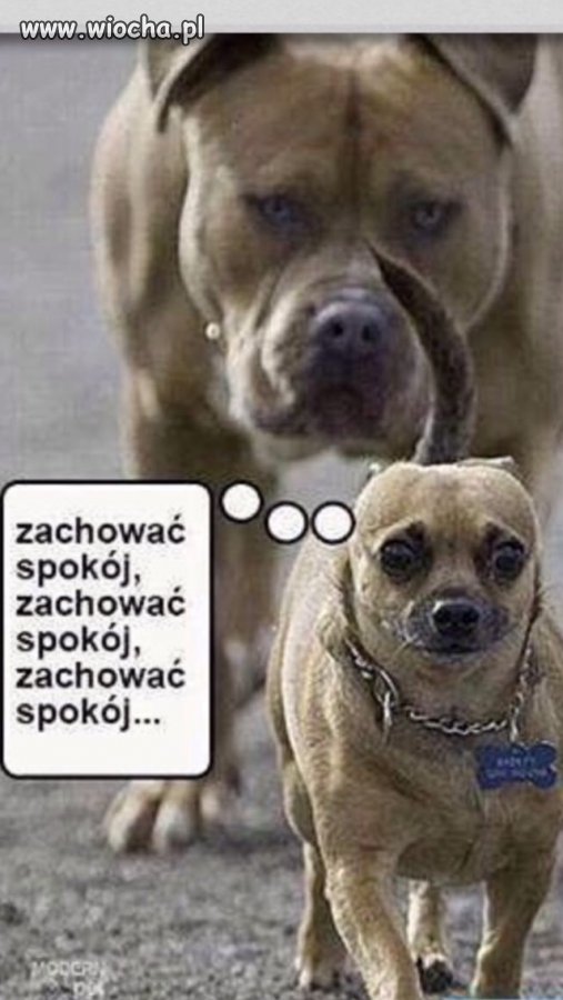 Tylko spokojnie...