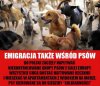 Zwierzęta też cierpią