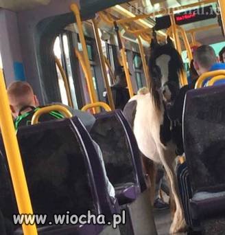 Takie tam w tramwaju 