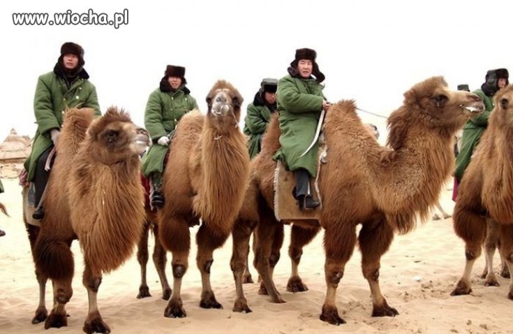 Mongolskie Siły Zbrojne.