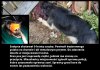 Powiesił suczkę na drzewie i skatował prętem  