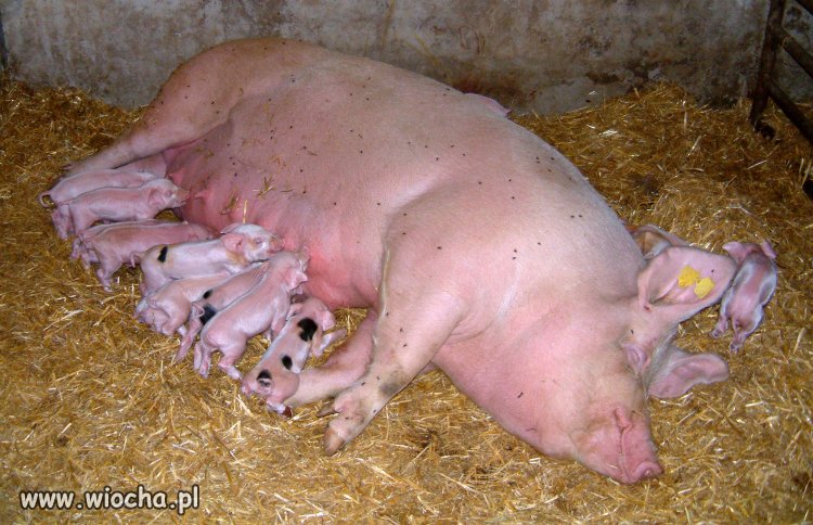 W krótce najlepszy przyjaciel, każdego Polaka 