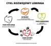 Cykl rozwojowy leminga