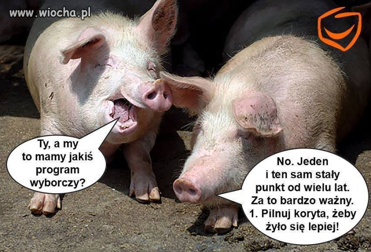 Już słychać ten kwik