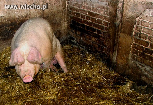 Już wiem dlaczego imigranci opuszczają nasz kraj