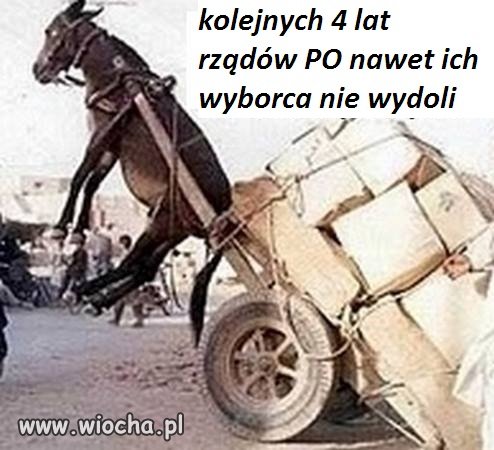 Lemingu ile jeszcze dasz radę?