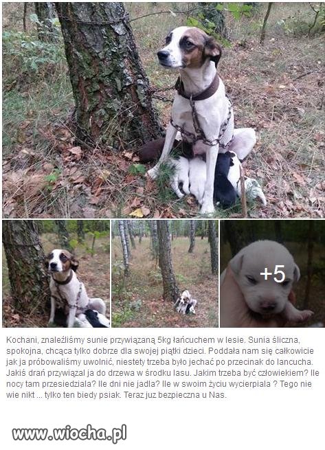 Bydlak przywiązał psa do drzewa 5kg łańcuchem.