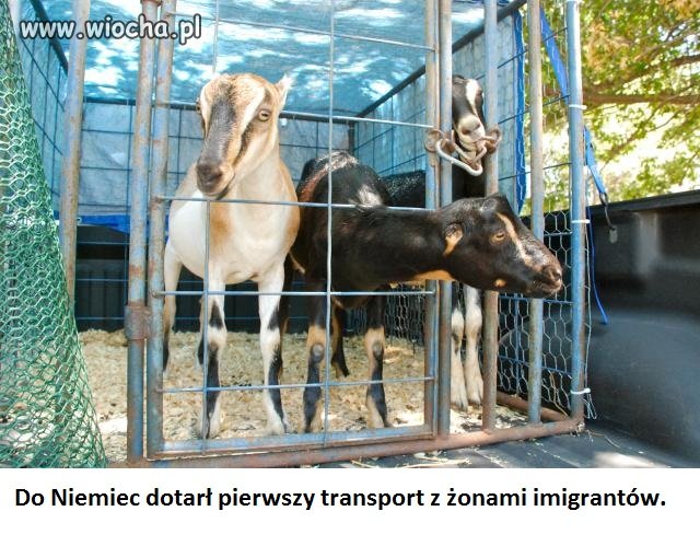 Transport z żonami imigrantów 