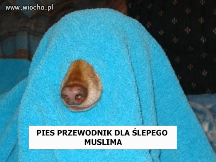 Koza byłaby bardziej wszechstronna.
