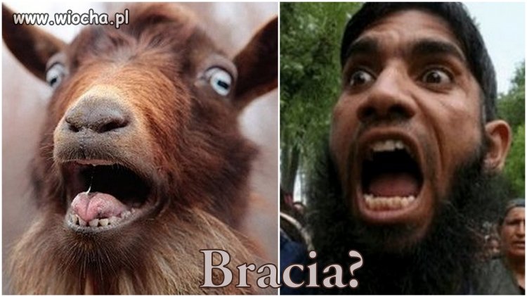BRACIA