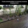 Armia gołębi