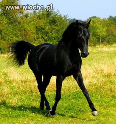 Jedyny "ARAB"