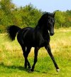Jedyny "ARAB"