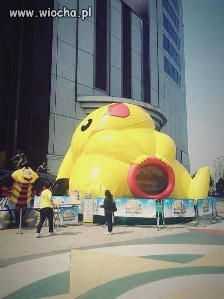 Pipkaczu