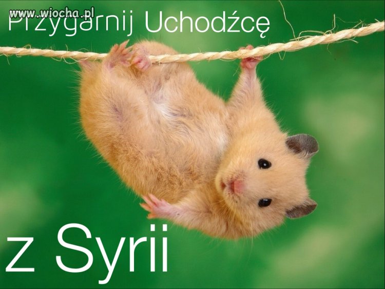 Przygarnij uchodźcę z Syrii