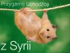 Przygarnij uchodźcę z Syrii